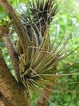 tillandsias,tricolor brasilena